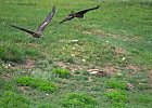 Zwarte wouw (oostelijk) (black-eared kite) Milvus migrans lineatus  - Ogii Nuur 14-08-2016 (3)